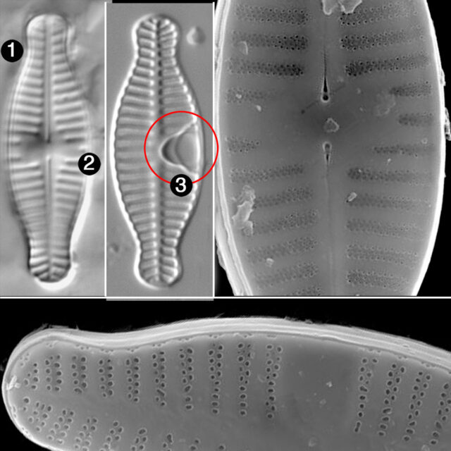 Planothidium Bipororum Guide2