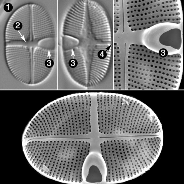 Planothidium Calcar Guide