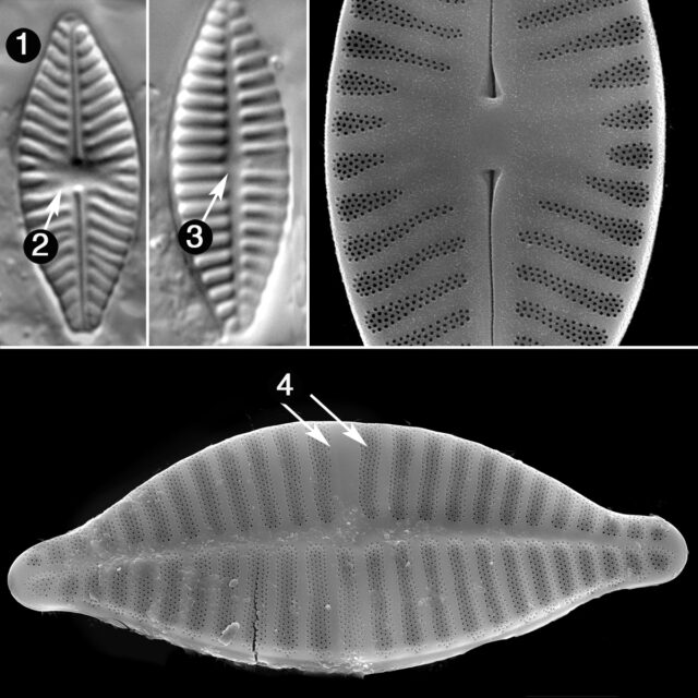 Planothidium Delicatulum Guide