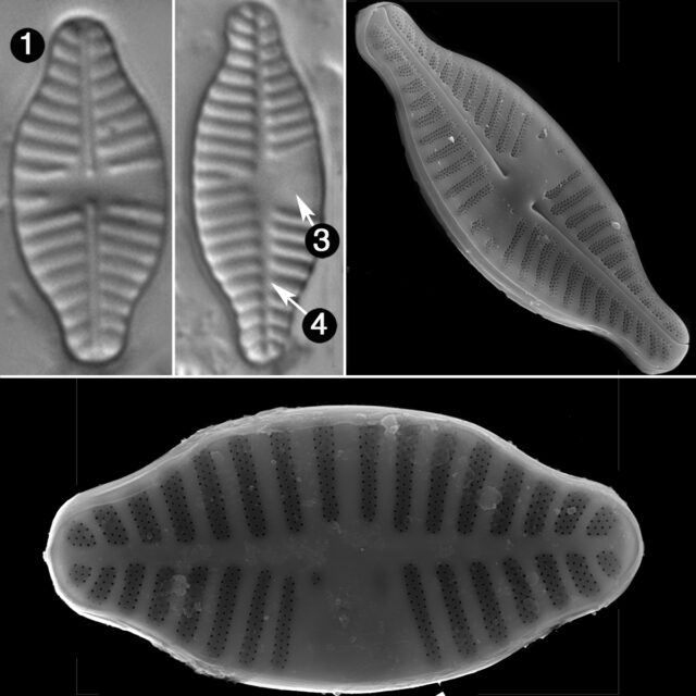 Planothidium Dubium Guide