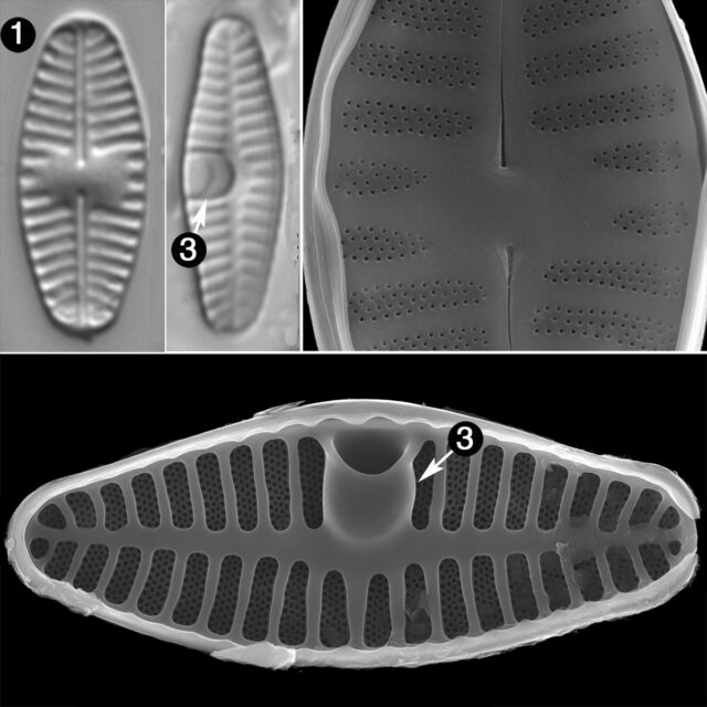 Planothidium Frequentissimum2 Guide