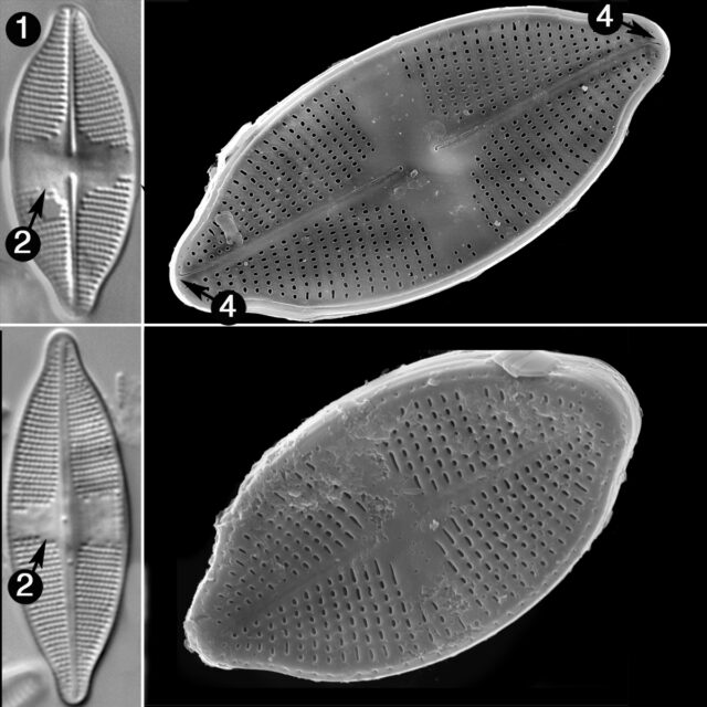 Planothidium Harveyi Guide