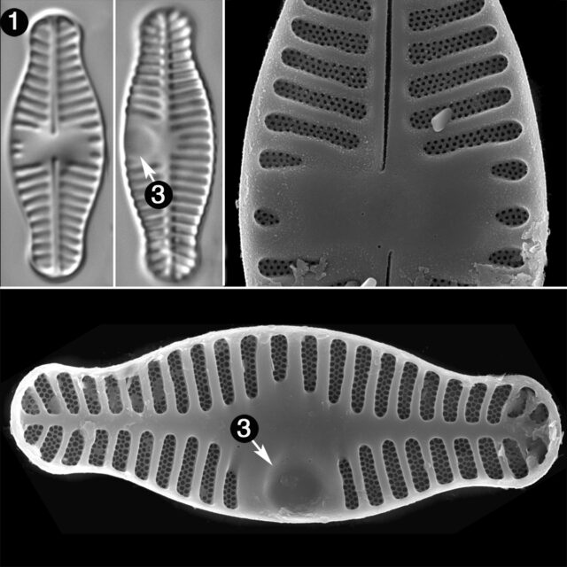 Planothidium Haynaldii Guide