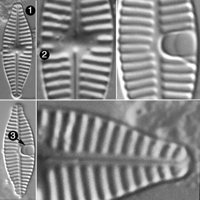 Planothidium Incuriatum Guide