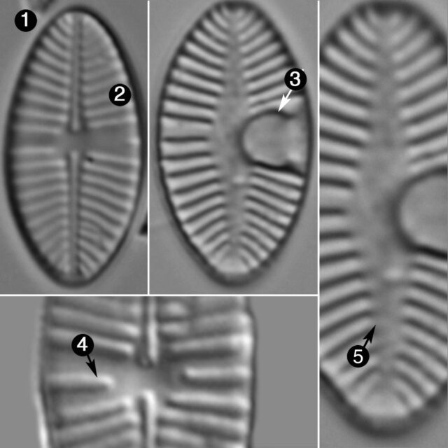 Planothidium Joursacense Guide