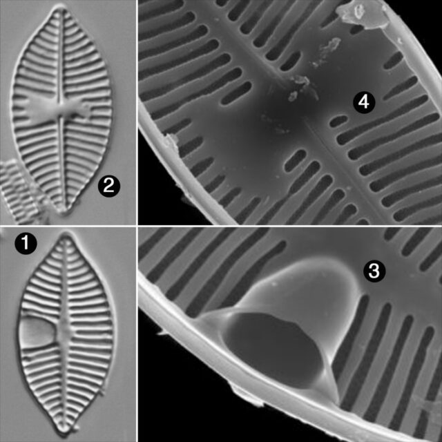 Planothidium Lanceolatoide Guide