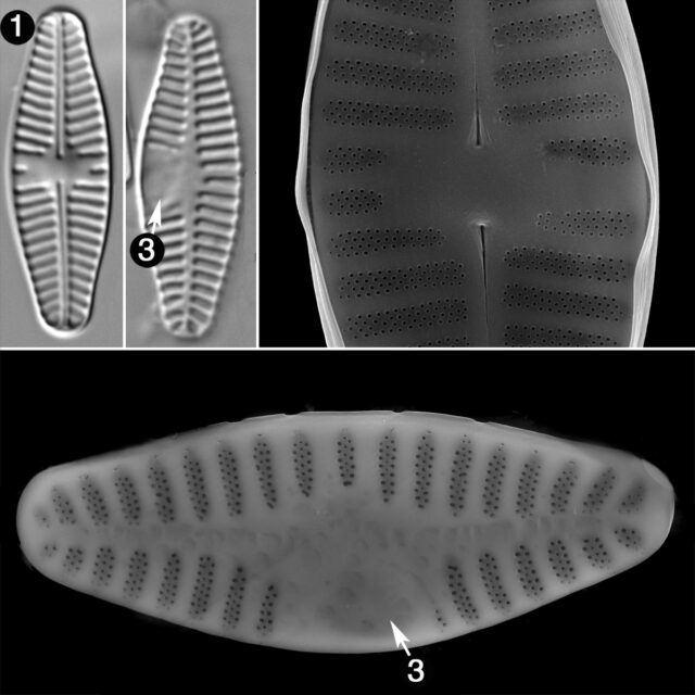 Planothidium Lanceolatum Guide