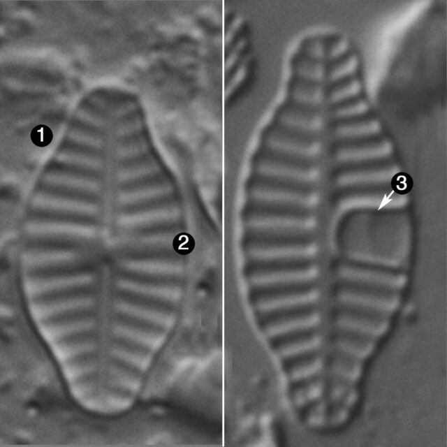 Planothidium Rostratoholarcticum Guide