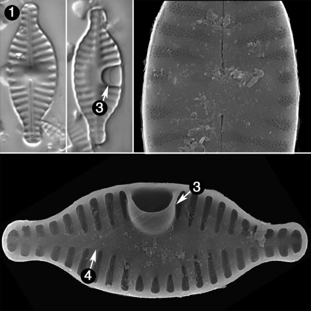 Planothidium Rostratum Guide