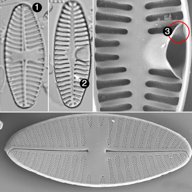 Planothidium Sheathii Guide