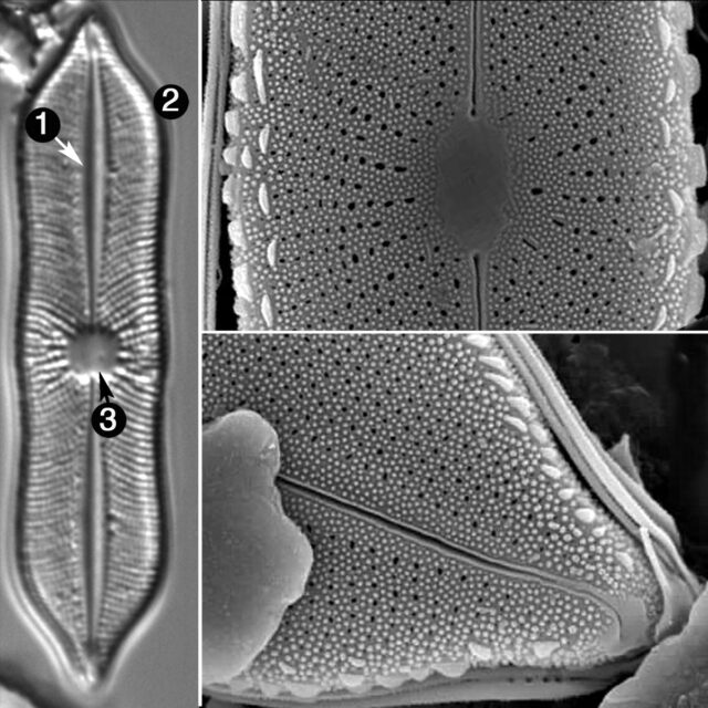 Playaensis Circumfibria Guide