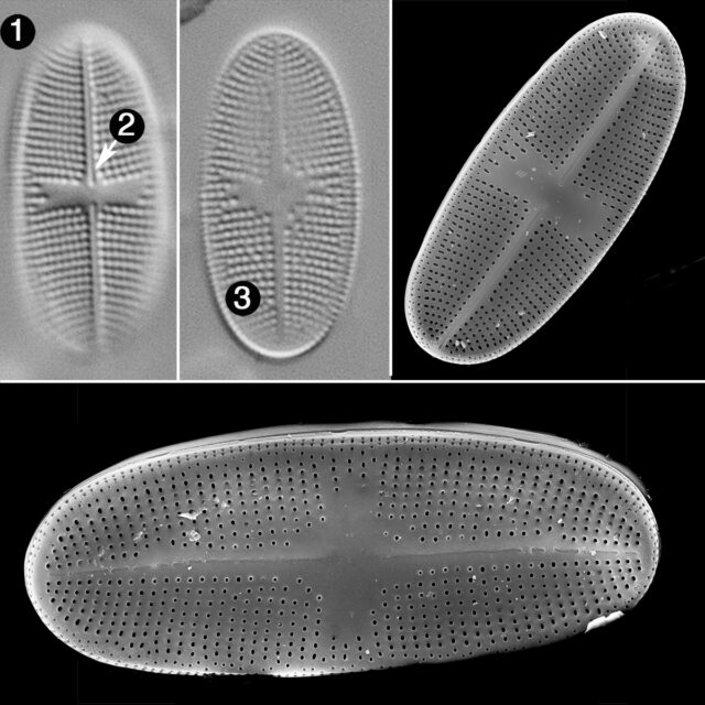 Psammothidium Alpinum Guide