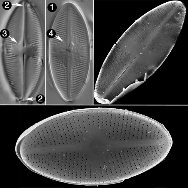 Psammothidium Lacustre Guide