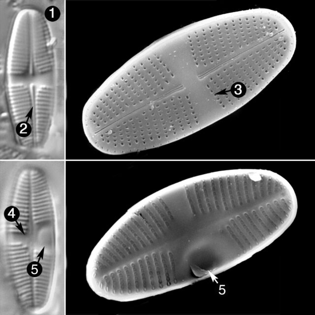 Psammothidium Lauenbergiana Guide