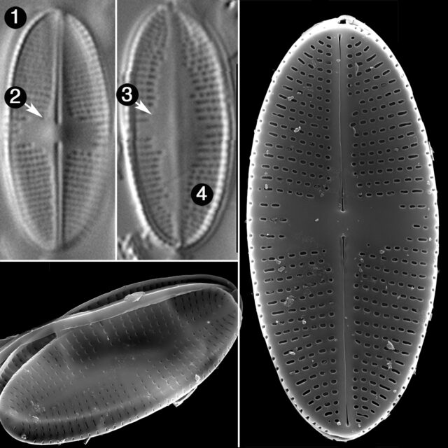 Psammothidium Nivale Guide