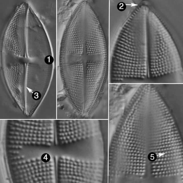 Psammothidium obliquum guide