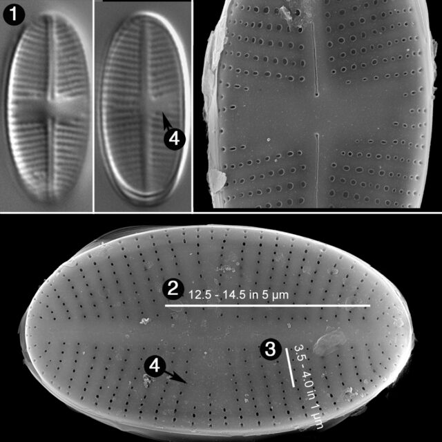 Psammothidium Pennsylvanicum Guide