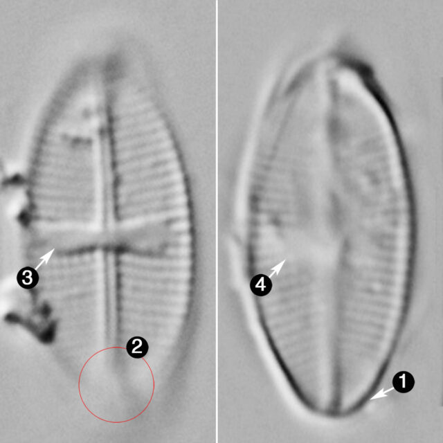 Psammothidium Rossii2 Guide