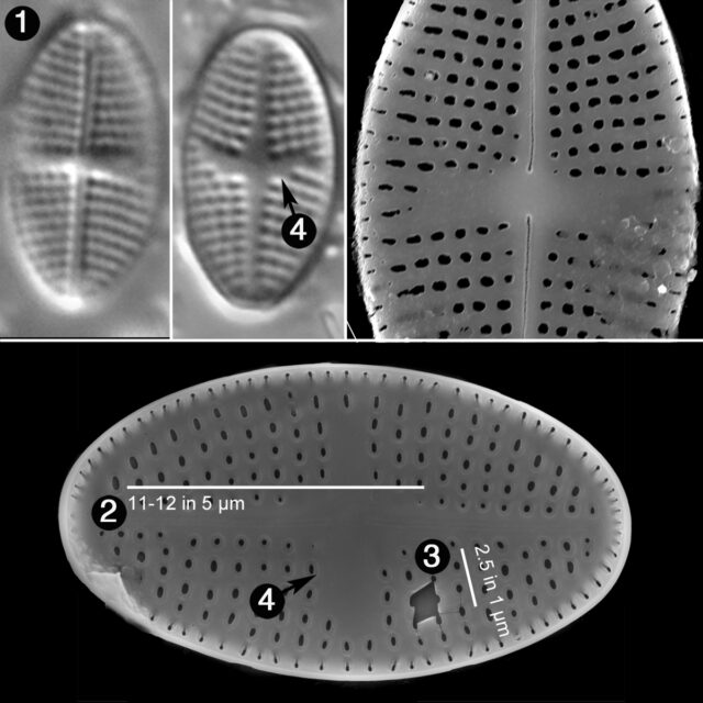 Psammothidium Semiapertum Guide