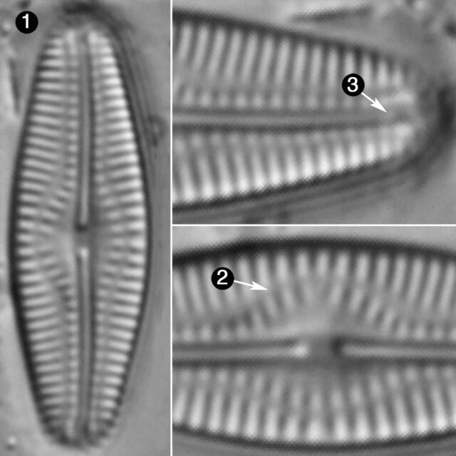 Pseudofallacia Monoculata Guide