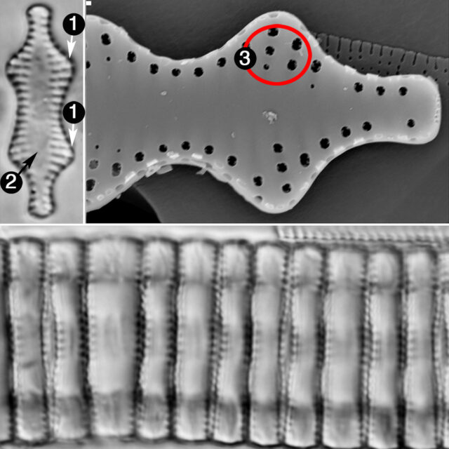 Pseudostaurosira Robusta Guide