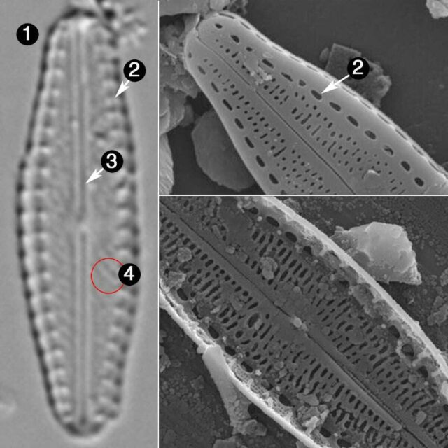 Pulchellophycus schwabei guide