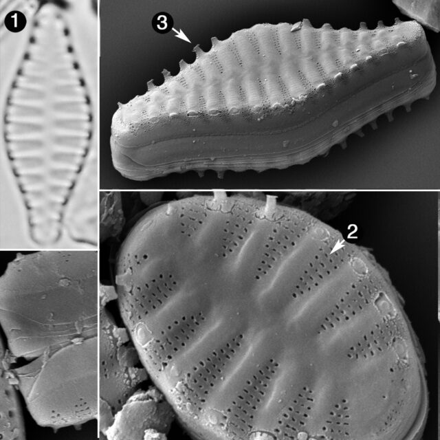 Punctastriata Mimetica Guide