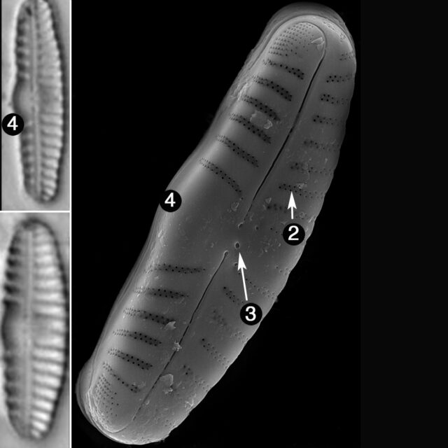 R Sinuata Guide