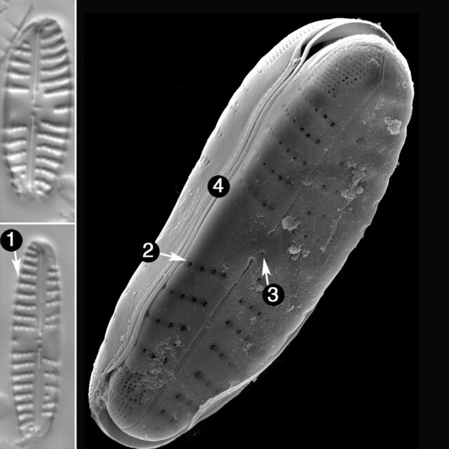 Reimeria Uniseriata Guide