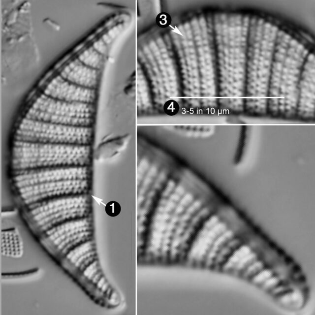 Rhopalodia Musculus Guide