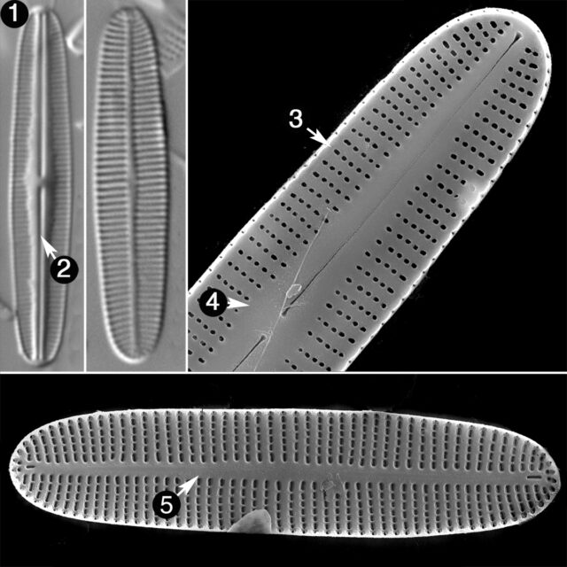 Rossithidium Anastasiae Guide