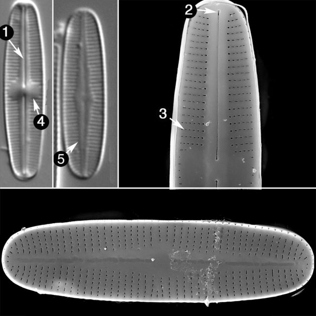 Rossithidium Petersenii Guide