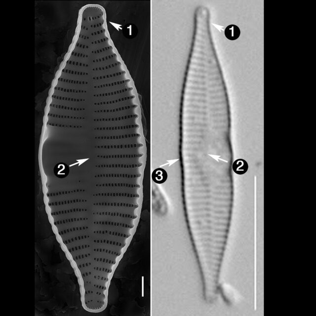 S Mazamaensis Guide