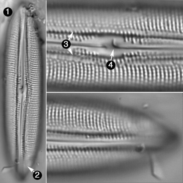 Scoliopleura Peisonis Guide