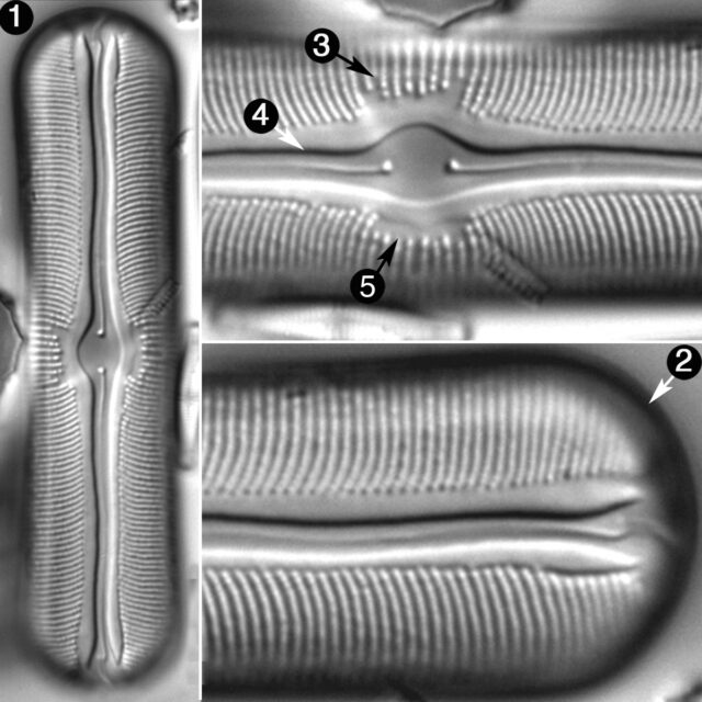 Sellaphora Alastos Guide