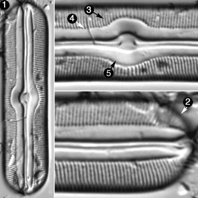 Sellaphora Americana Guide