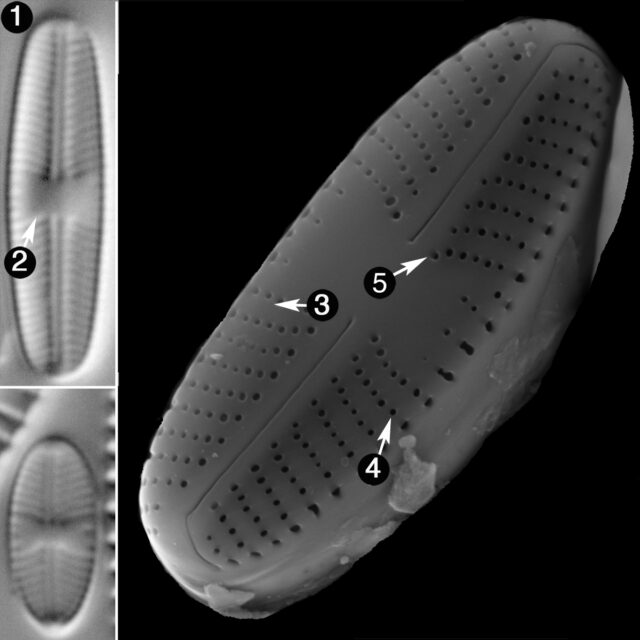 Sellaphora Atomoides Guide