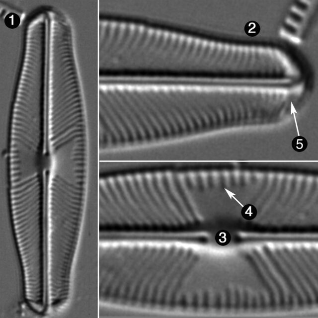 Sellaphora Auldreekie Guide