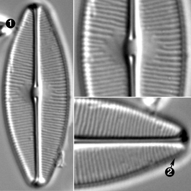 Sellaphora Bacilloides Guide