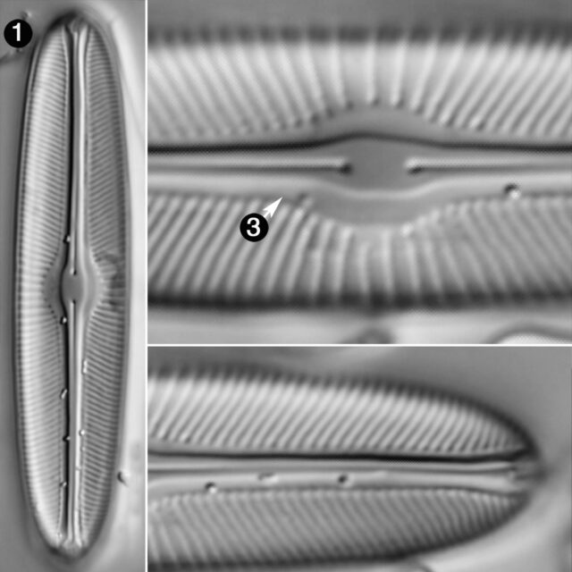 Sellaphora Bacillum Guide