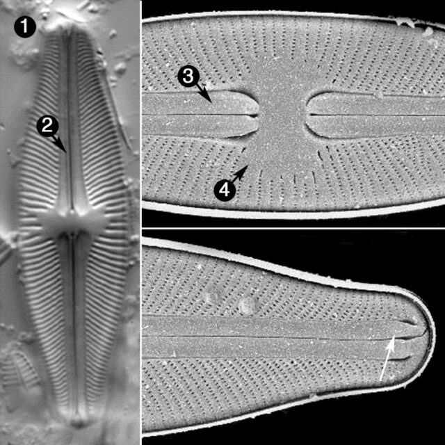 Sellaphora Californica Guide