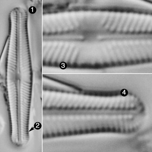 Sellaphora Disjuncta Guide2