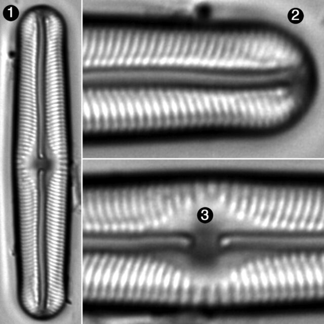 Sellaphora Fusticulus Guide