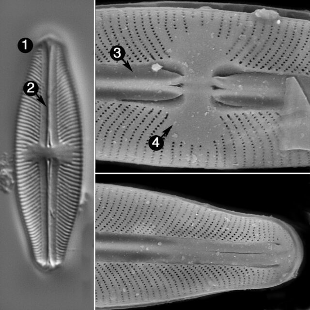 Sellaphora Hohni Guide