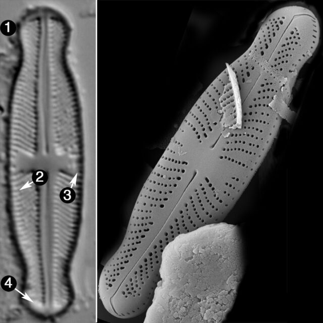 Sellaphora Japonica Guide