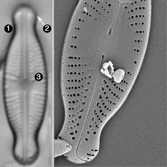 Sellaphora javanica guide2