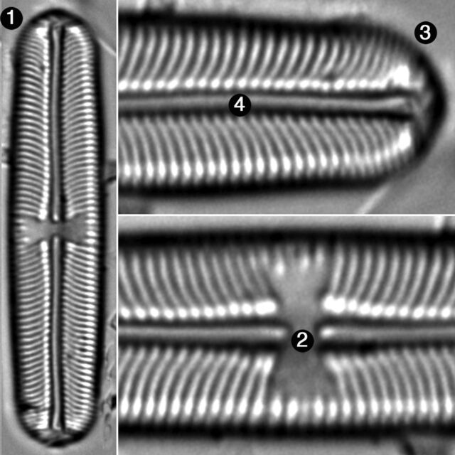 Sellaphora Laevissima Guide