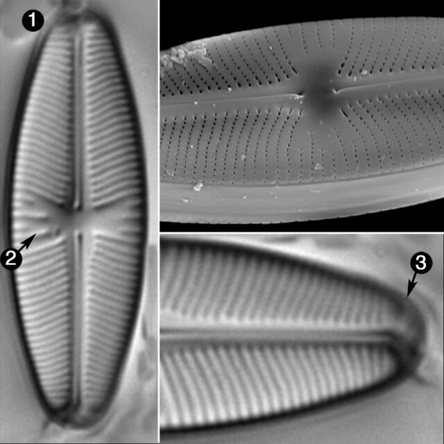 Sellaphora Meridionalis Guide