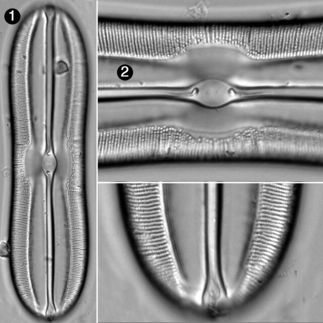 Sellaphora Moesta Guide