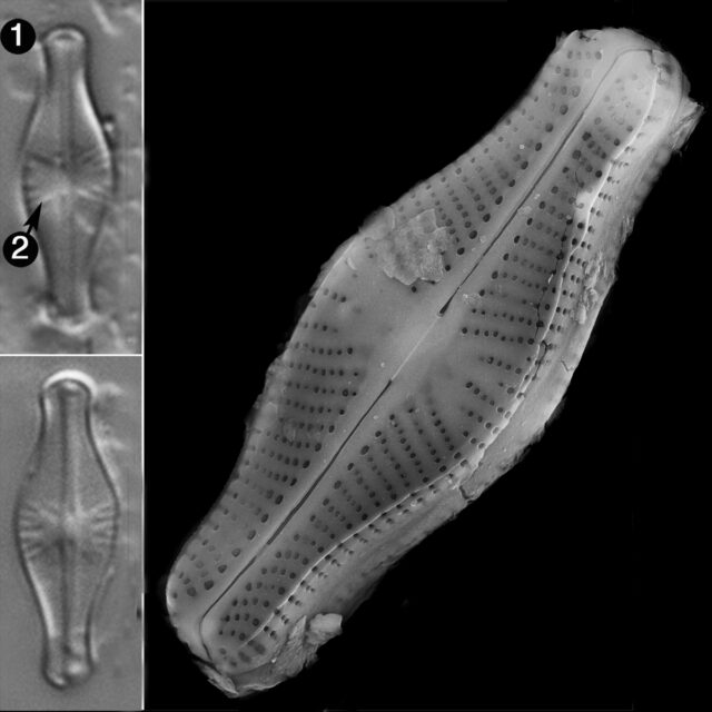 Sellaphora Pulchra Guide